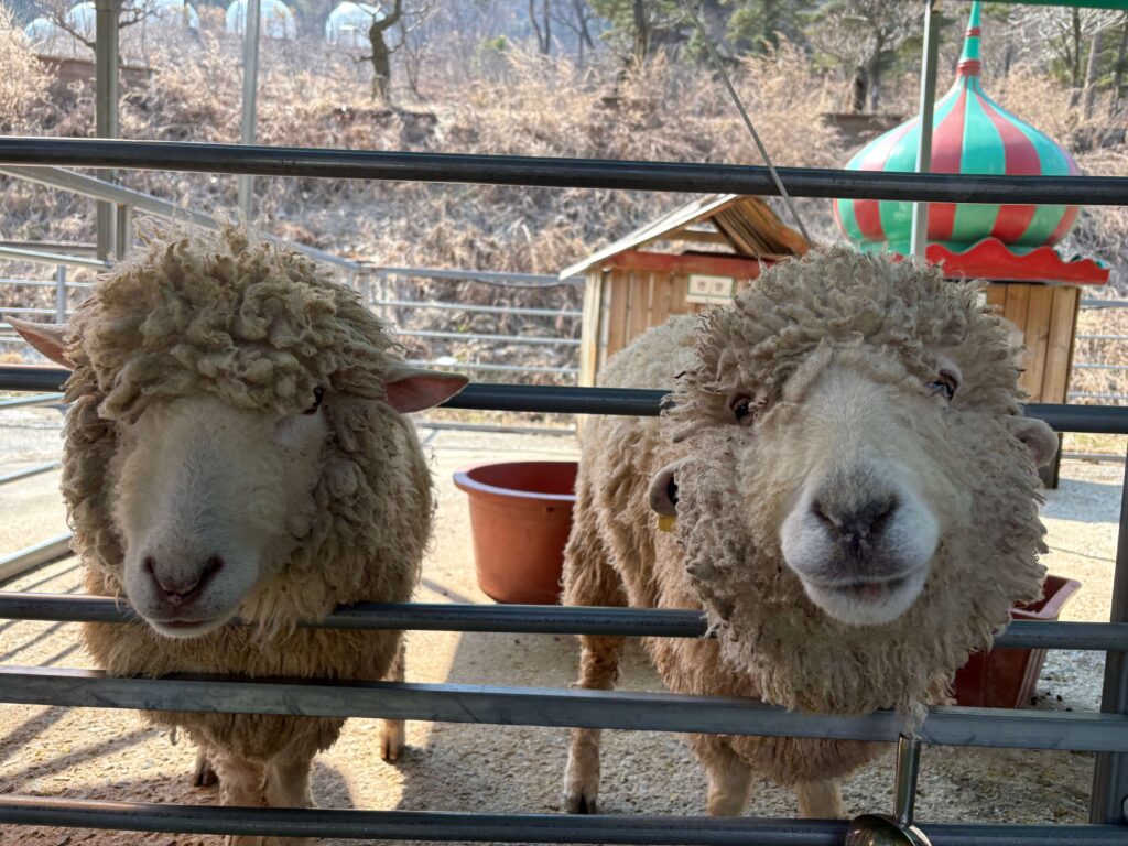 이천 덕평 공룡 수목원